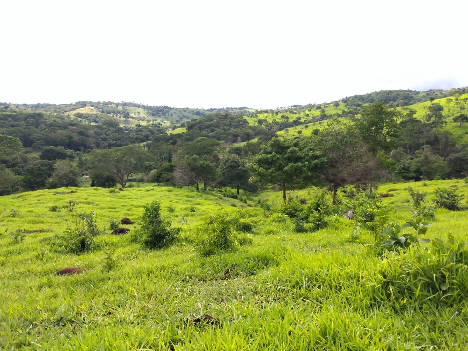 Fazenda de 25 Hectares com Escritura em Bonfinópolis - Ideal para Pecuária