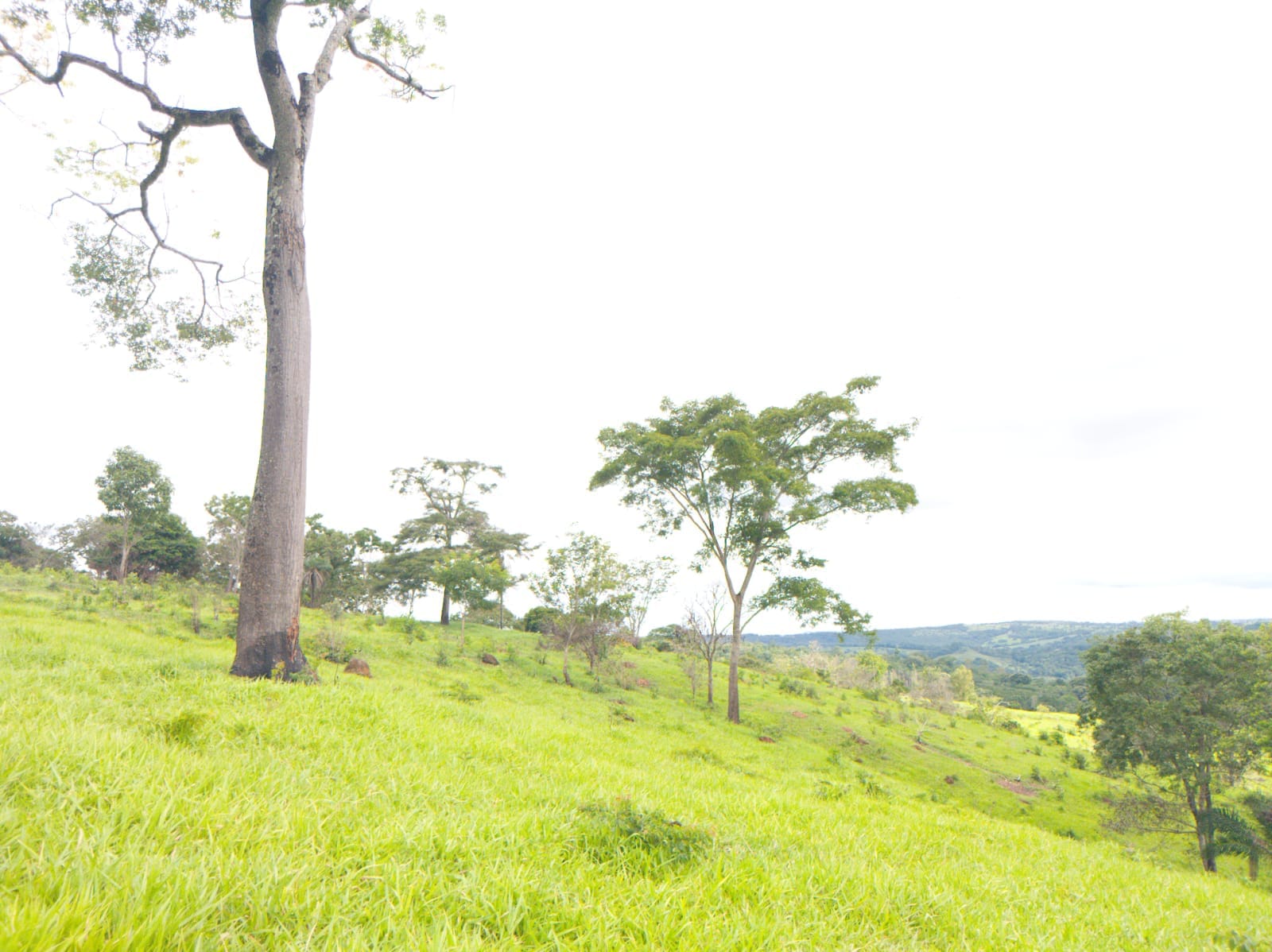 Fazenda de 25 Hectares com Escritura em Bonfinópolis - Ideal para Pecuária