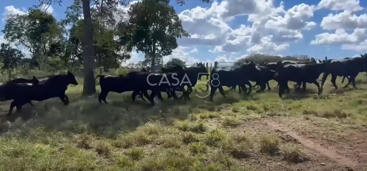 Fazenda à Venda em Bonfinópolis – GO | 145 Alqueires | Plantio + Pecuária