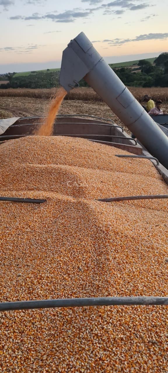 Fazenda à Venda em MineirosGO 126 Alqueires 335 ha em Lavoura Solo de Qualidade