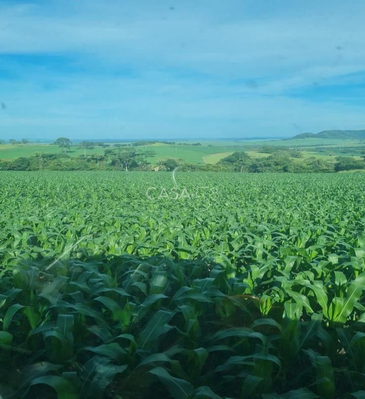 Fazenda à Venda em MineirosGO 126 Alqueires 335 ha em Lavoura Solo de Qualidade