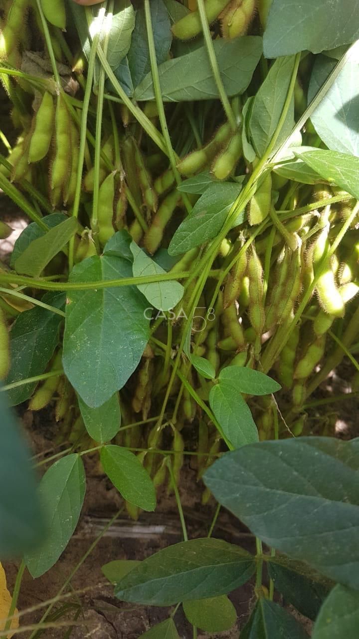 Fazenda à Venda em MineirosGO 126 Alqueires 335 ha em Lavoura Solo de Qualidade