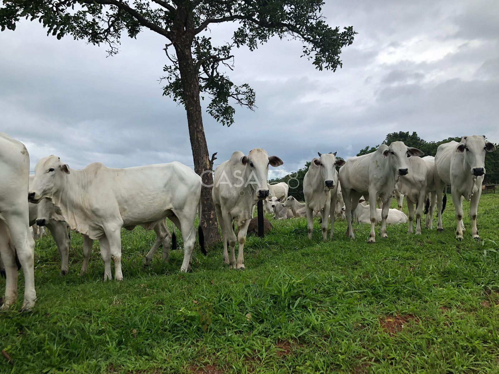 Fazenda à Venda em Marzagão-GO – 240 Alqueires | Pecuária Estruturada