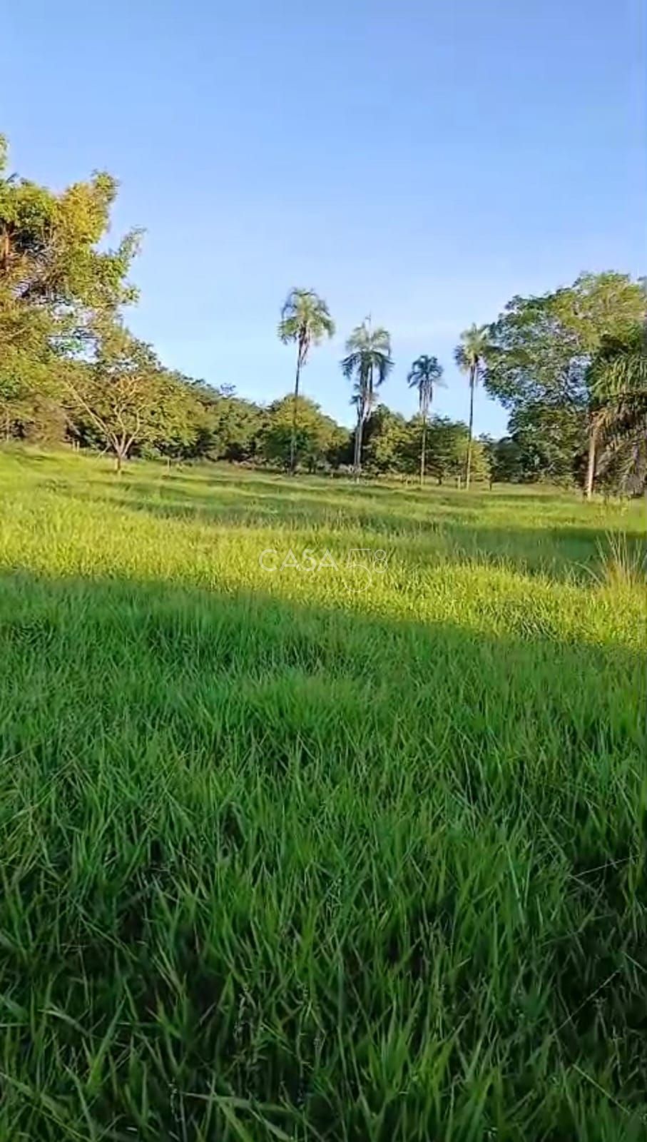 Sítio à venda em Goiás Velho – 42 hectares, pasto formado e água abundante