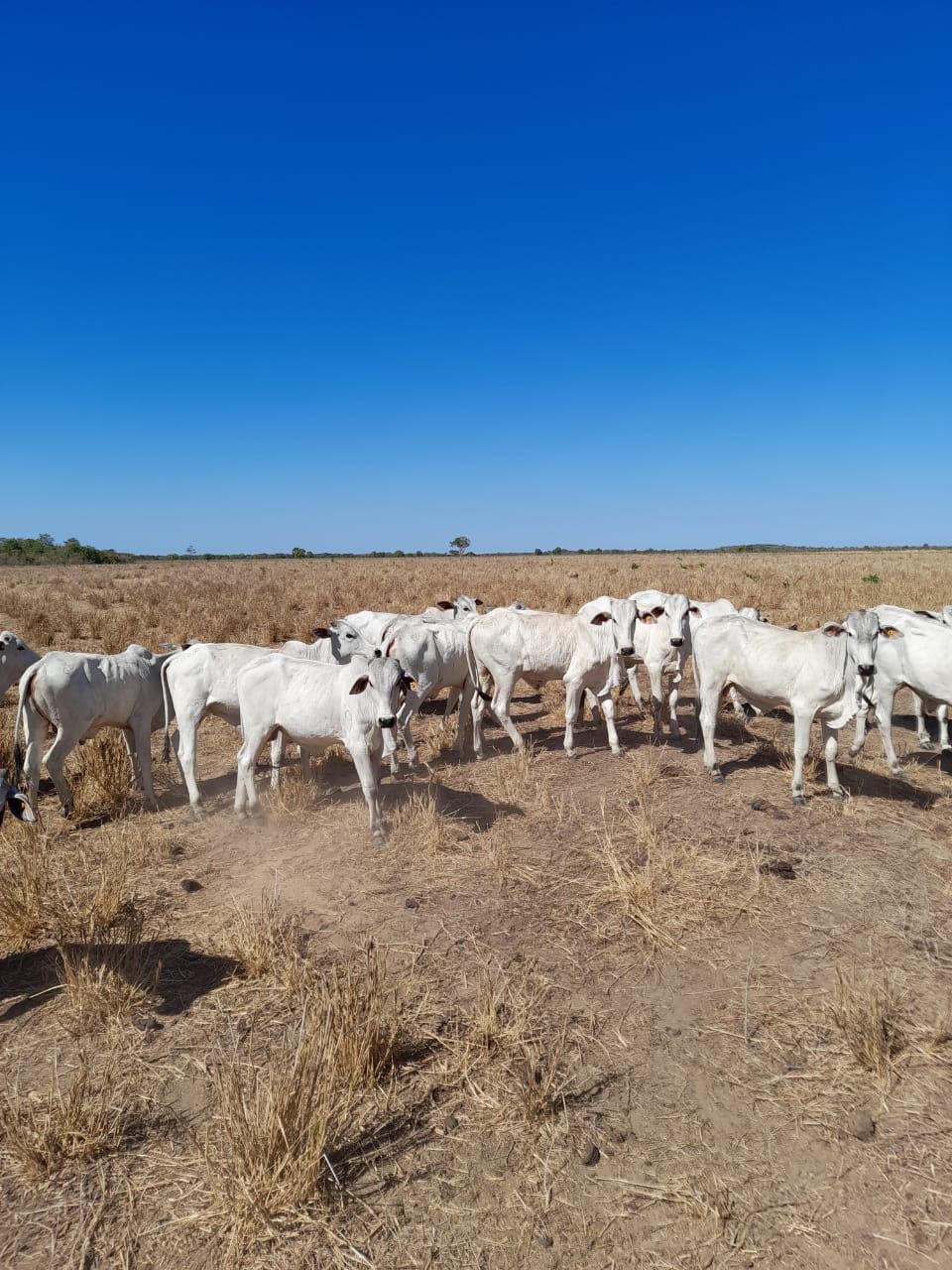 Fazenda em Ribeirão Cascalheira / MT / 11900 hectares total / Benfeitorias completas / Pista de Pouso / Rio próximo / Formada em Pastagens
