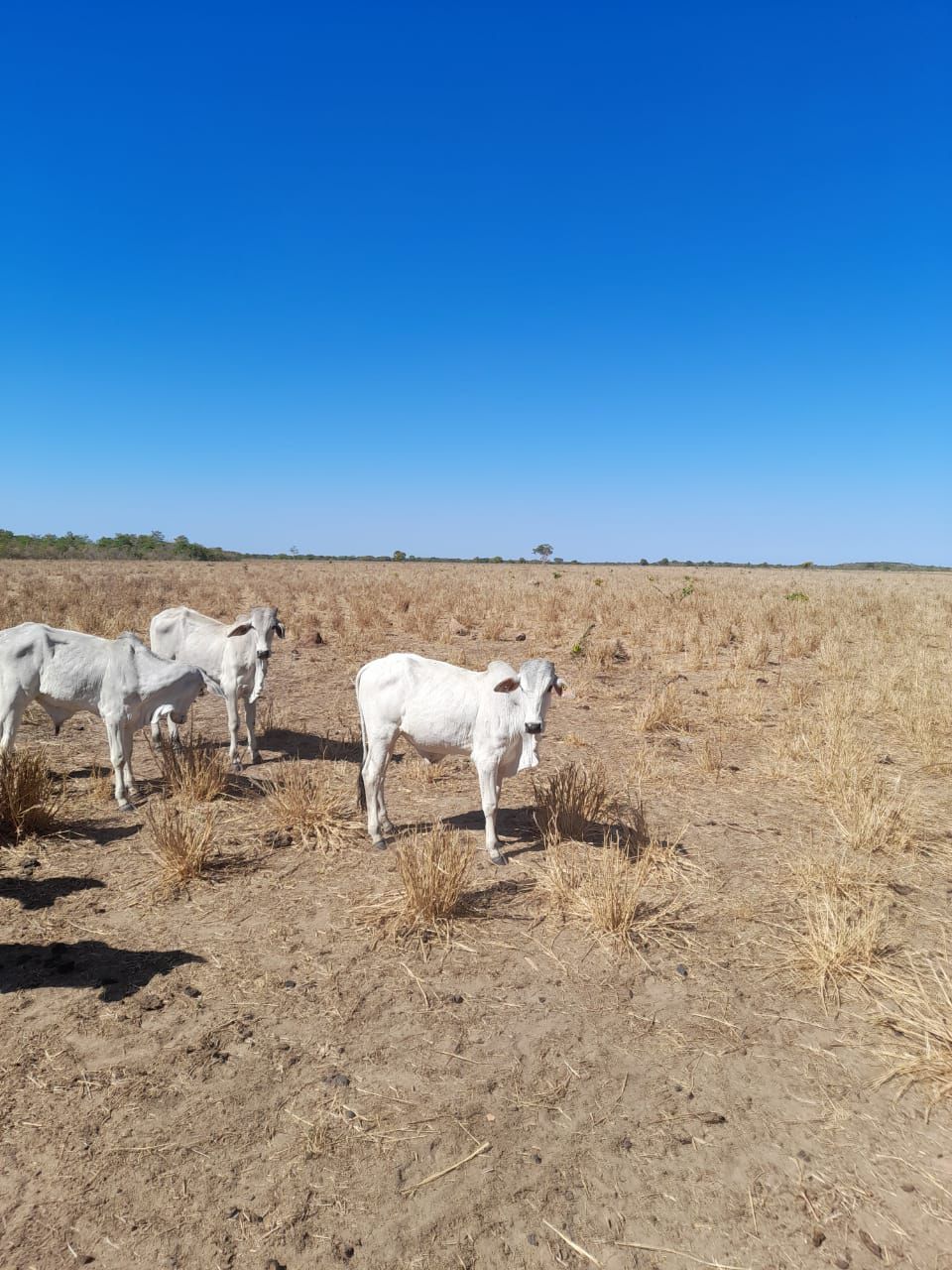 Fazenda em Ribeirão Cascalheira / MT / 11900 hectares total / Benfeitorias completas / Pista de Pouso / Rio próximo / Formada em Pastagens
