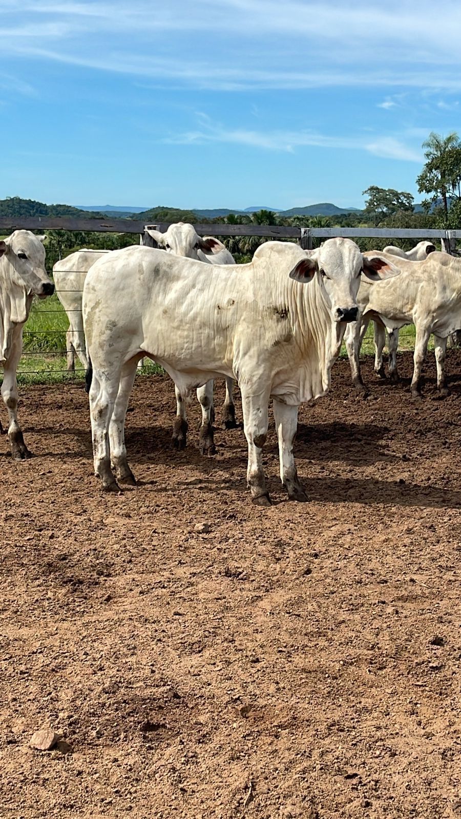 Fazenda à Venda na Região do Vale do Araguaia / 9.975 hectares de área total / 150 divisões de pasto / 1000 cabeças de gado de confinamento / Mozarlândia