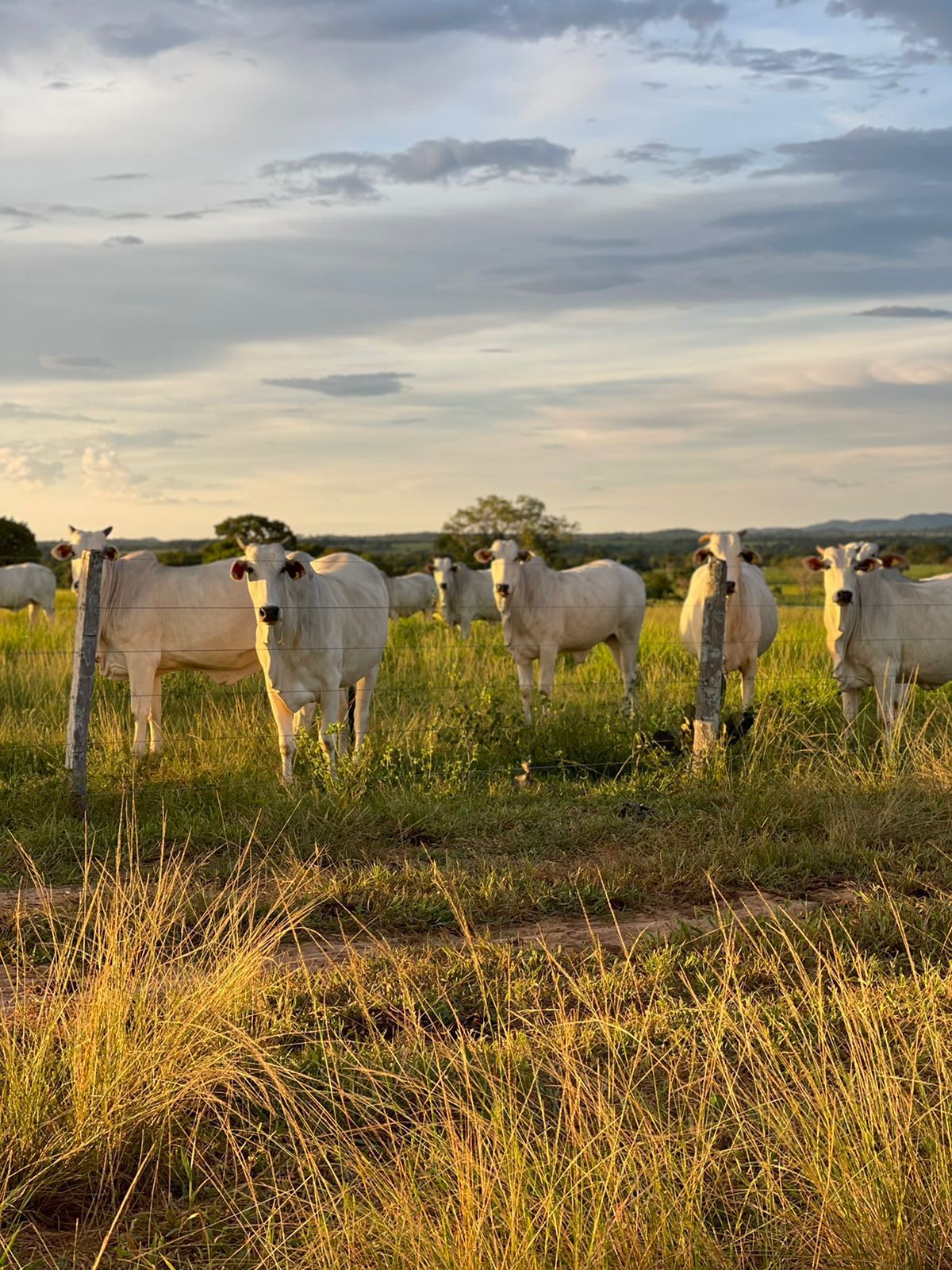 Fazenda à Venda na Região do Vale do Araguaia / 9.975 hectares de área total / 150 divisões de pasto / 1000 cabeças de gado de confinamento / Mozarlândia