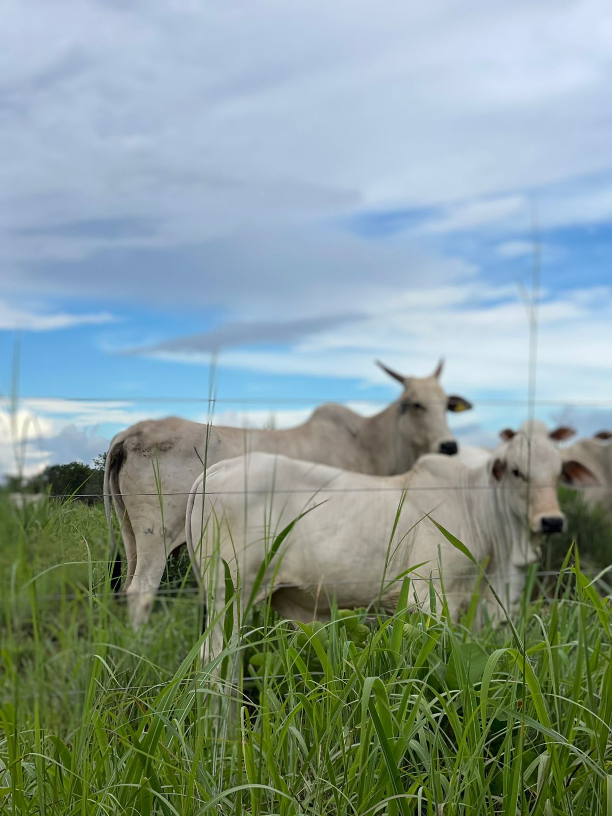 Fazenda à Venda na Região do Vale do Araguaia / 9.975 hectares de área total / 150 divisões de pasto / 1000 cabeças de gado de confinamento / Mozarlândia