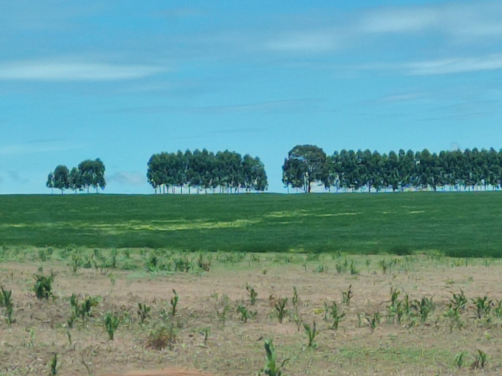 Fazenda à Venda em Serranópolis / 3038 hectares de área total / 1200 hectares de área em lavouras / benfeitorias completas / 2.429 hectares de área aberta