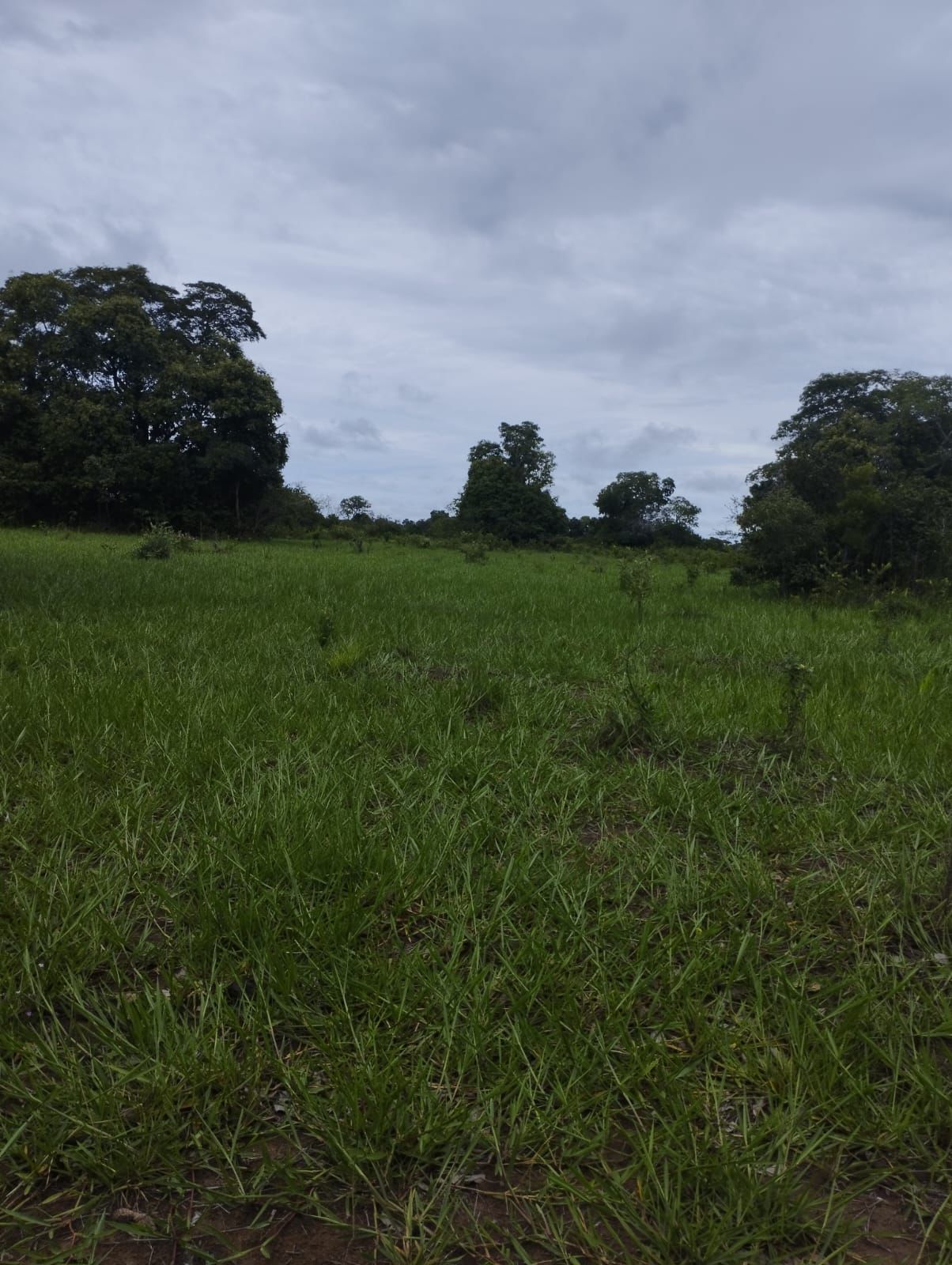 Fazenda à Venda em Serranópolis / 3038 hectares de área total / 1200 hectares de área em lavouras / benfeitorias completas / 2.429 hectares de área aberta