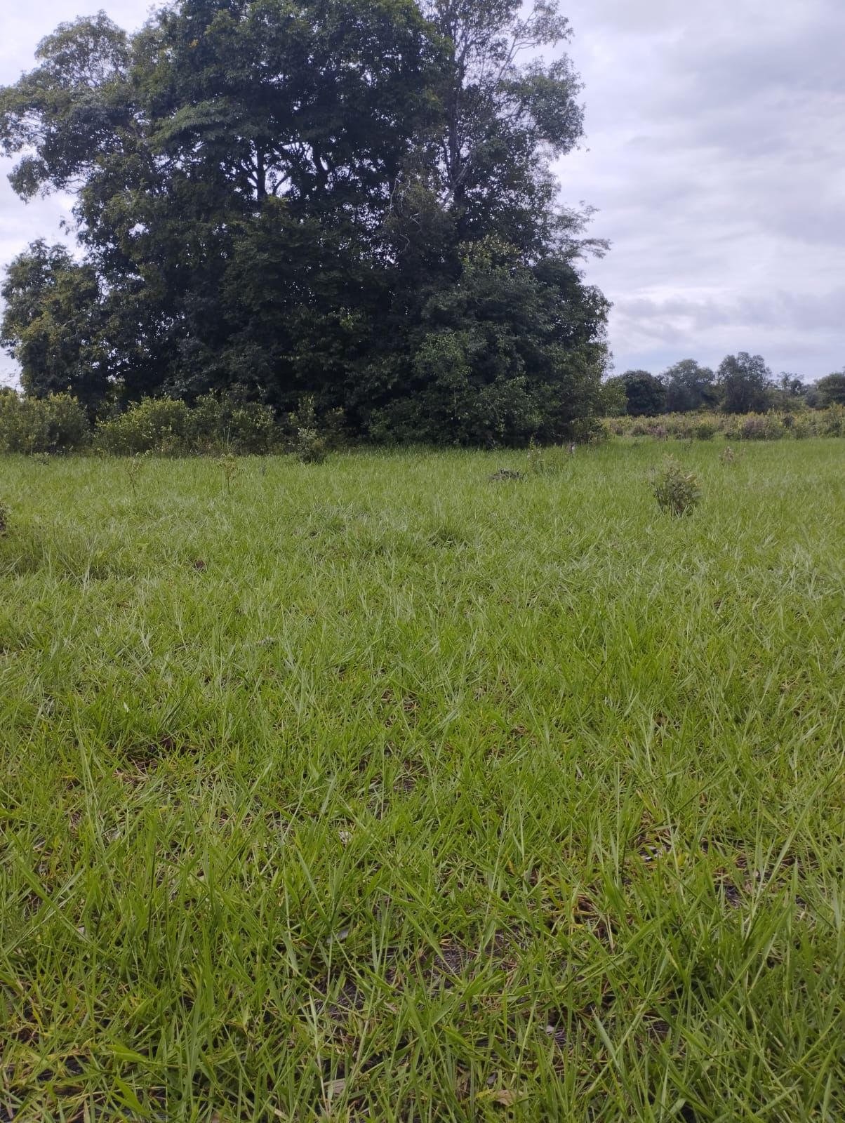 Fazenda à Venda em Nova Crixás, GO / 4080 hectares de área total / 2904 hectares de área aberta / 9 km do Rio Araguaia