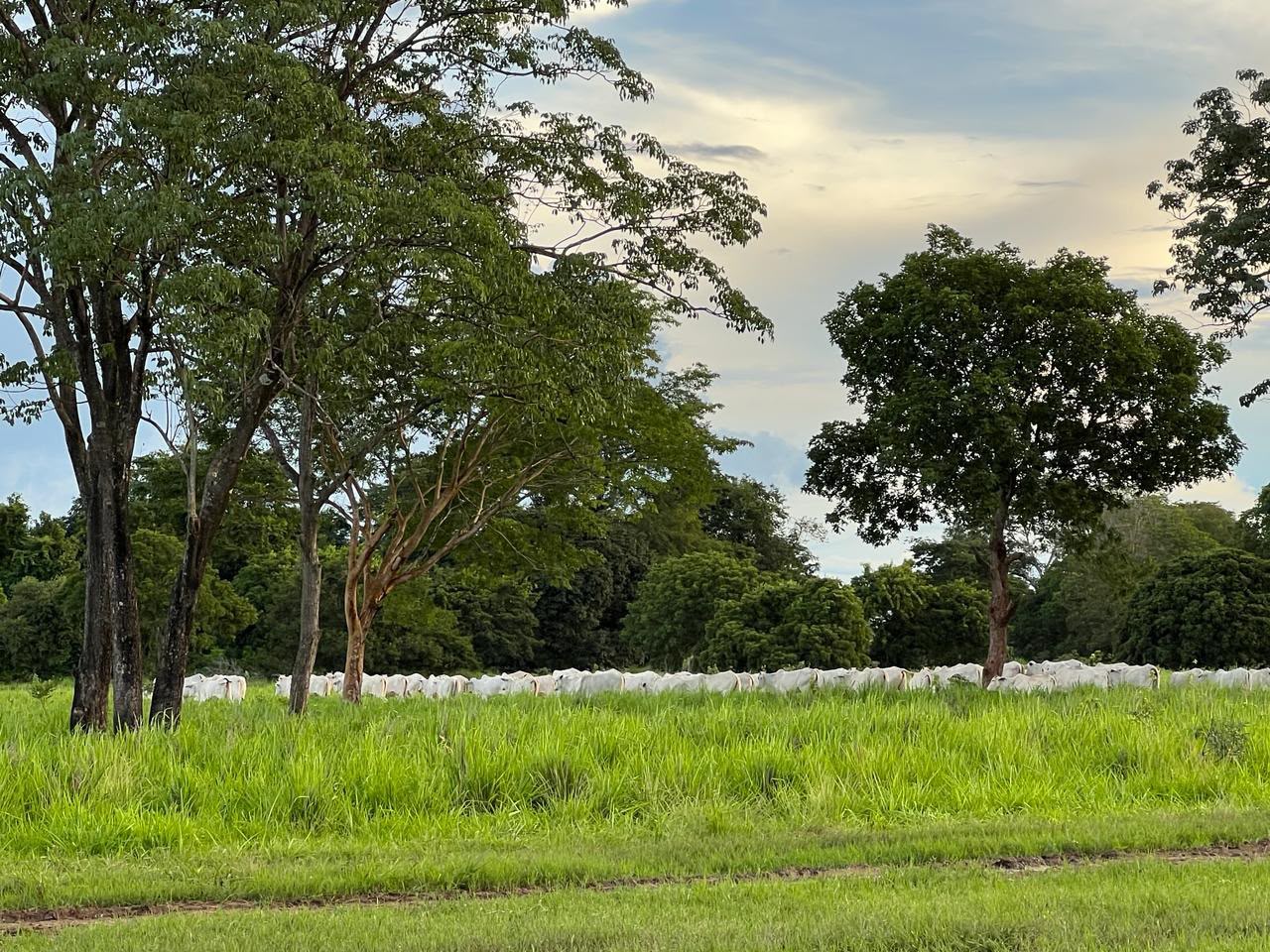 Fazenda à Venda em Aruanã, GO / dupla aptidão / 3.363 hectares de área total / 968 hectares de área em lavoura / 307km de Goiânia / Benfeitorias Completas