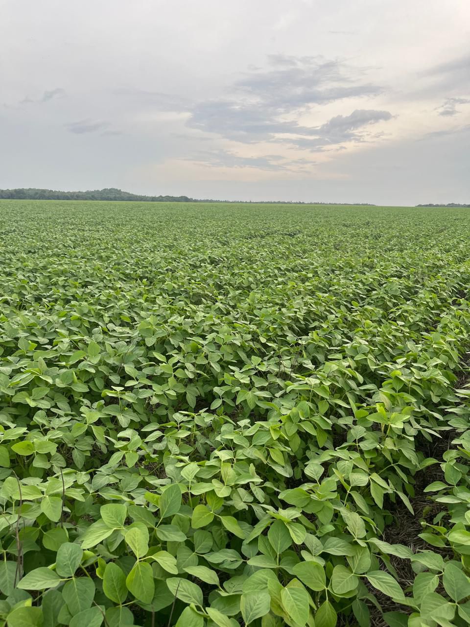 Fazenda à Venda em Santa Rita, GO / 1.573 hectares de área total / 1.200 hectares de área em lavoura / outorga liberada para irrigação / 30km de Goianésia